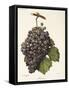 Mission Grape-A. Kreyder-Framed Stretched Canvas