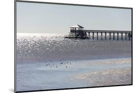 Mississippi, Bay St Louis. Shorebirds and Pier Seen from Marina-Trish Drury-Mounted Photographic Print