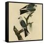 Mississippi Kite-null-Framed Stretched Canvas