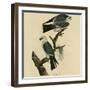 Mississippi Kite-null-Framed Giclee Print