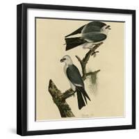 Mississippi Kite-null-Framed Giclee Print