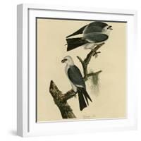 Mississippi Kite-null-Framed Giclee Print