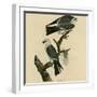 Mississippi Kite-null-Framed Giclee Print