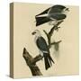 Mississippi Kite-null-Stretched Canvas
