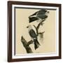 Mississippi Kite-null-Framed Giclee Print