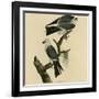 Mississippi Kite-null-Framed Giclee Print