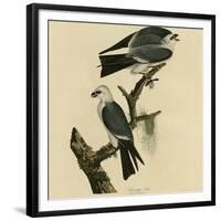 Mississippi Kite-null-Framed Giclee Print