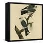 Mississippi Kite-null-Framed Stretched Canvas