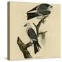 Mississippi Kite-null-Stretched Canvas