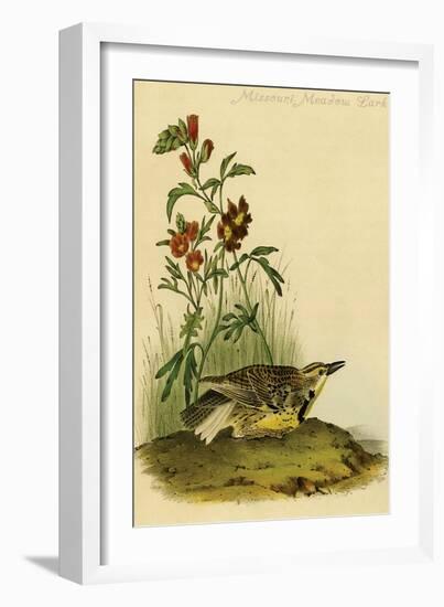 Missouri Meadow Lark-John James Audubon-Framed Art Print