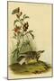 Missouri Meadow Lark-John James Audubon-Mounted Art Print