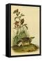 Missouri Meadow Lark-John James Audubon-Framed Stretched Canvas