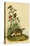 Missouri Meadow Lark-John James Audubon-Stretched Canvas