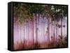 Mist Among Pine Trees at Sunrise, Everglades National Park, Florida, USA-Adam Jones-Framed Stretched Canvas