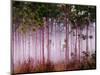 Mist Among Pine Trees at Sunrise, Everglades National Park, Florida, USA-Adam Jones-Mounted Photographic Print