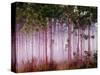 Mist Among Pine Trees at Sunrise, Everglades National Park, Florida, USA-Adam Jones-Stretched Canvas