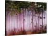 Mist Among Pine Trees at Sunrise, Everglades National Park, Florida, USA-Adam Jones-Stretched Canvas