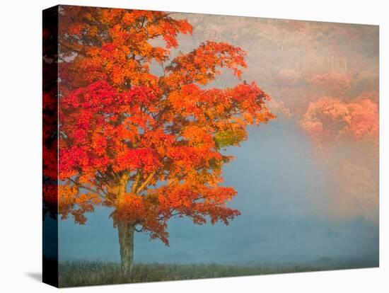 Mist and Forest in Autumn Color, Davis, West Virginia, Usa-Jay O'brien-Stretched Canvas