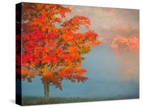 Mist and Forest in Autumn Color, Davis, West Virginia, Usa-Jay O'brien-Stretched Canvas