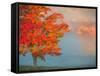 Mist and Forest in Autumn Color, Davis, West Virginia, Usa-Jay O'brien-Framed Stretched Canvas