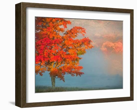 Mist and Forest in Autumn Color, Davis, West Virginia, Usa-Jay O'brien-Framed Photographic Print