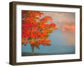 Mist and Forest in Autumn Color, Davis, West Virginia, Usa-Jay O'brien-Framed Photographic Print