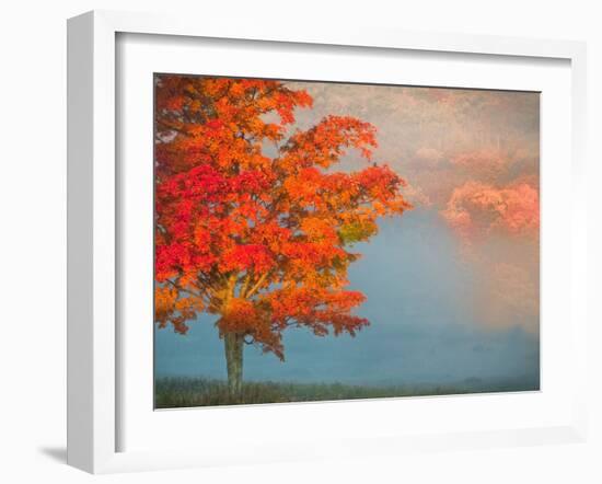 Mist and Forest in Autumn Color, Davis, West Virginia, Usa-Jay O'brien-Framed Photographic Print