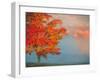 Mist and Forest in Autumn Color, Davis, West Virginia, Usa-Jay O'brien-Framed Photographic Print