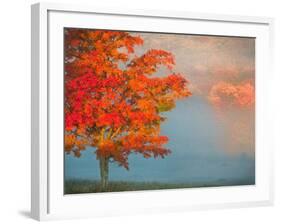 Mist and Forest in Autumn Color, Davis, West Virginia, Usa-Jay O'brien-Framed Photographic Print