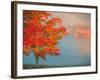 Mist and Forest in Autumn Color, Davis, West Virginia, Usa-Jay O'brien-Framed Photographic Print