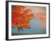 Mist and Forest in Autumn Color, Davis, West Virginia, Usa-Jay O'brien-Framed Photographic Print