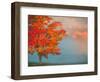 Mist and Forest in Autumn Color, Davis, West Virginia, Usa-Jay O'brien-Framed Photographic Print