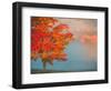 Mist and Forest in Autumn Color, Davis, West Virginia, Usa-Jay O'brien-Framed Photographic Print