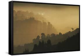 Mist and low sunlight over Dunedin Botanic Garden and Leith Valley, Dunedin, Otago, South Island-David Wall-Framed Stretched Canvas