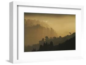 Mist and low sunlight over Dunedin Botanic Garden and Leith Valley, Dunedin, Otago, South Island-David Wall-Framed Photographic Print