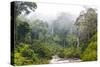 Mist and River Through Tropical Rainforest, Sabah, Borneo, Malaysia-Peter Adams-Stretched Canvas