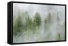 Mist Covered Pine Trees in Great Bear Rainforest, British Columbia, Canada, North America-Michael DeFreitas-Framed Stretched Canvas