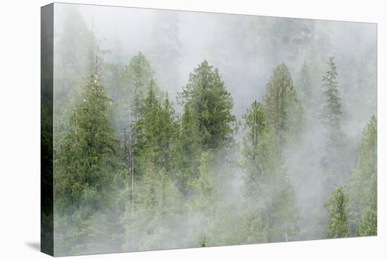 Mist Covered Pine Trees in Great Bear Rainforest, British Columbia, Canada, North America-Michael DeFreitas-Stretched Canvas