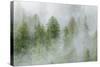 Mist Covered Pine Trees in Great Bear Rainforest, British Columbia, Canada, North America-Michael DeFreitas-Stretched Canvas