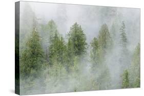 Mist Covered Pine Trees in Great Bear Rainforest, British Columbia, Canada, North America-Michael DeFreitas-Stretched Canvas