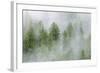 Mist Covered Pine Trees in Great Bear Rainforest, British Columbia, Canada, North America-Michael DeFreitas-Framed Photographic Print