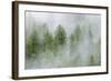 Mist Covered Pine Trees in Great Bear Rainforest, British Columbia, Canada, North America-Michael DeFreitas-Framed Photographic Print