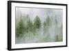 Mist Covered Pine Trees in Great Bear Rainforest, British Columbia, Canada, North America-Michael DeFreitas-Framed Photographic Print