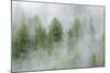 Mist Covered Pine Trees in Great Bear Rainforest, British Columbia, Canada, North America-Michael DeFreitas-Mounted Photographic Print