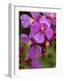 Mist Covers Cerillo Flower in Forest on Volcanic Slope, Volcano Poas National Park, Costa Rica-Paul Souders-Framed Photographic Print