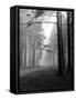 Mist in the Pinewoods-null-Framed Stretched Canvas