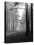 Mist in the Pinewoods-null-Stretched Canvas