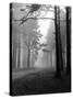 Mist in the Pinewoods-null-Stretched Canvas