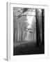 Mist in the Pinewoods-null-Framed Photographic Print