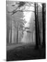 Mist in the Pinewoods-null-Mounted Photographic Print